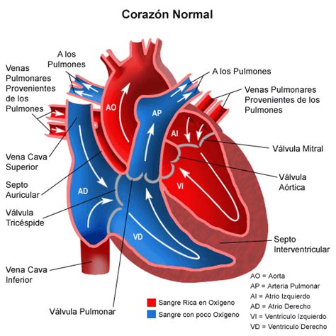 Coarctation Of The Aorta Coa