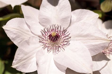 White Fragrant Star Clematis Flower Stock Image Image Of Vine