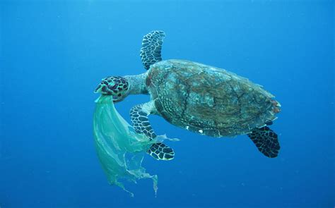 Plastics Are Making Our Oceans Sick China Dialogue
