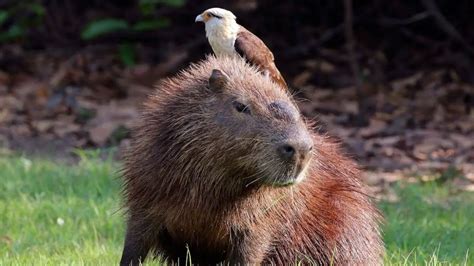 Capybara Predators Animals That Hunt These Giant Rodents