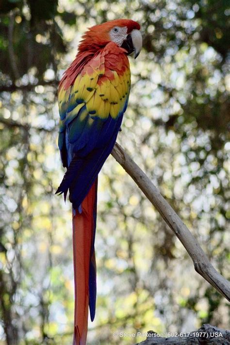 Rainbow Macaw By Gilbert