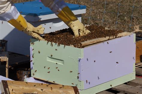 How To Get Rid Of Bees Practical Methods