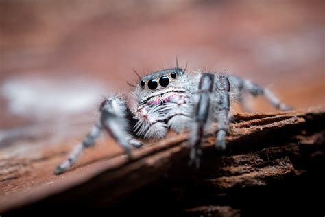 Brazilian Wandering Spider · Free Stock Photo