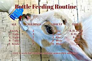 Boer Goat Bottle Feeding Chart