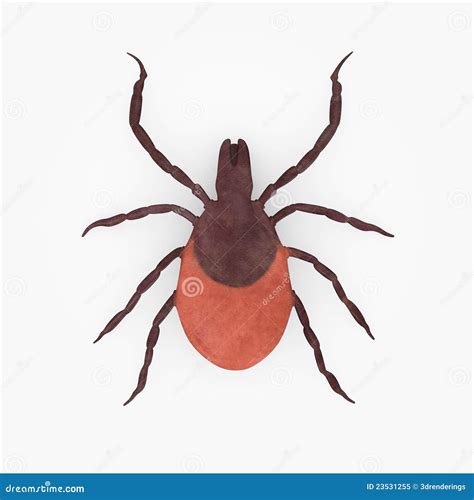 Blacklegged Tick From Top Royalty Free Stock Photo Image 23531255