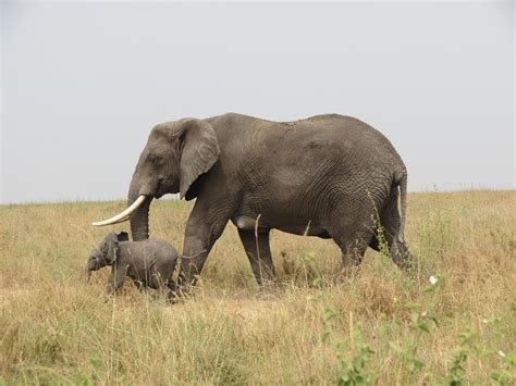 Your African Safari African Elephant Serengeti Plains Serengeti