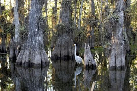 Plants In The Everglades Everglades Adventure Everglades Tours