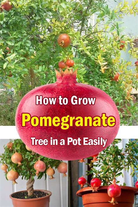 How To Grow Pomegranate Tree In A Pot Easily Pomegranate Tree Care