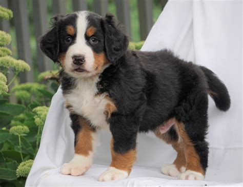 Bernese Mountain Dog Puppies Ohio Oh My I Have Never Seen A Whole