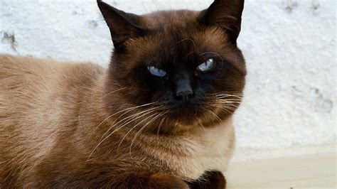 Siamese Cat Angry Expression Cats Hd Wallpaper Pxfuel