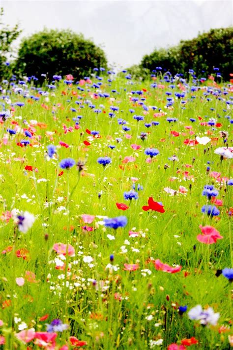 Best 25 Best Wildflower Field Ideas 2017100425