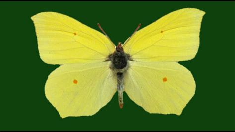 Biodiversity Group The Brimstone Butterfly