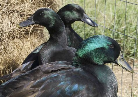Cayuga Duck Shiny Green Beauties Laying Dark Colored Eggs