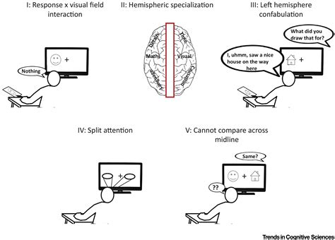The Split Brain Phenomenon Revisited A Single Conscious Agent With