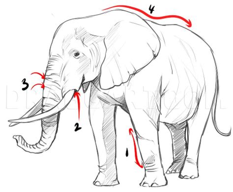 How To Draw An Elephants Trunk And Tusks For Beginners Step By Step