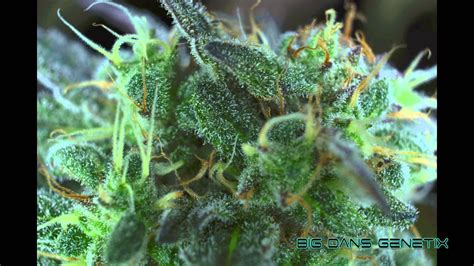 Sign up for free today! Macro Medical Marijuana Photography in 4k Ultra HD - YouTube
