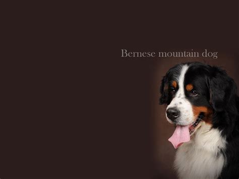 Bernese Mountain Dog Beautiful Picture Wallpapers And