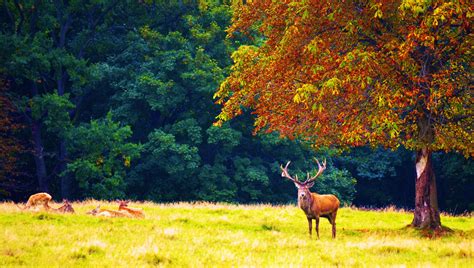 Forest Trees Nature Landscape Tree Autumn Deer Wallpapers Hd
