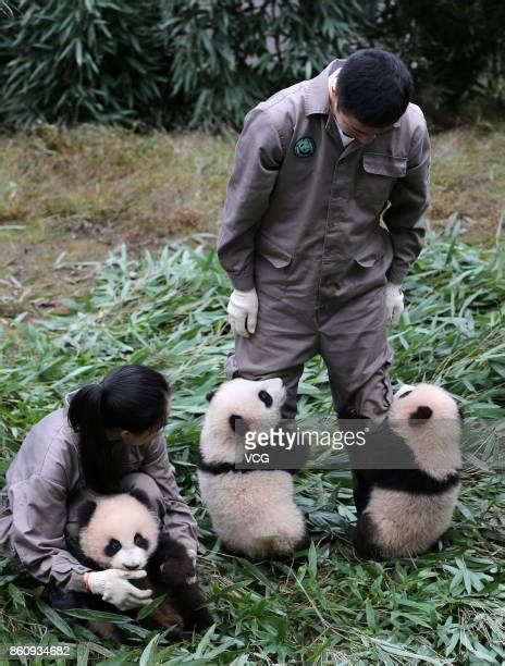 Giant Panda Cubs Born In 2017 Meet The Public In Sichuan Photos And
