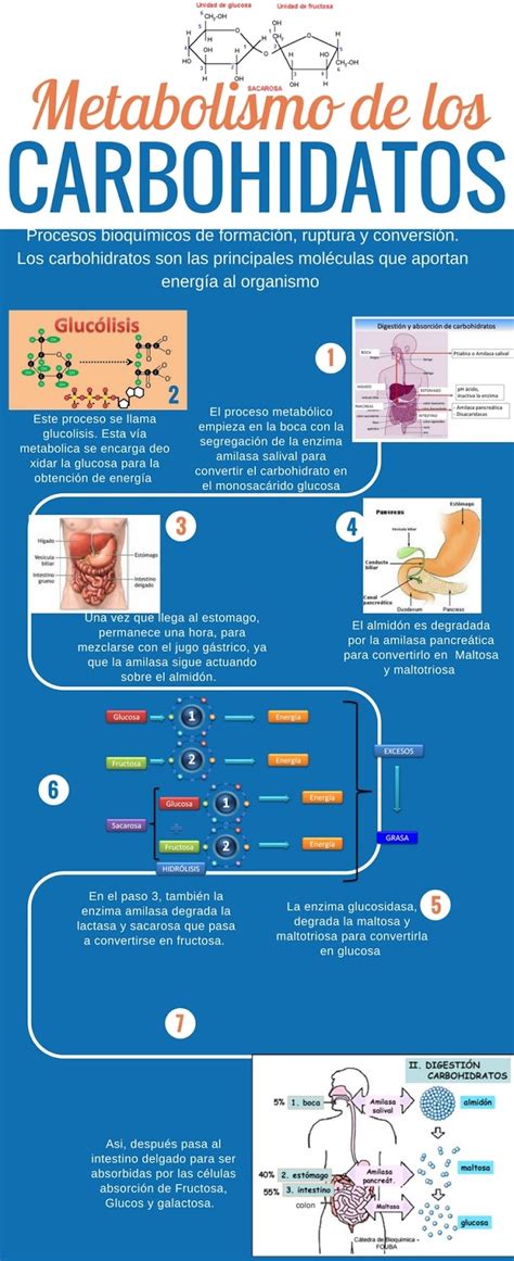 Metabolismo De Los Carbohidratos Bit Cora De Una Estudiante De Nutrici N