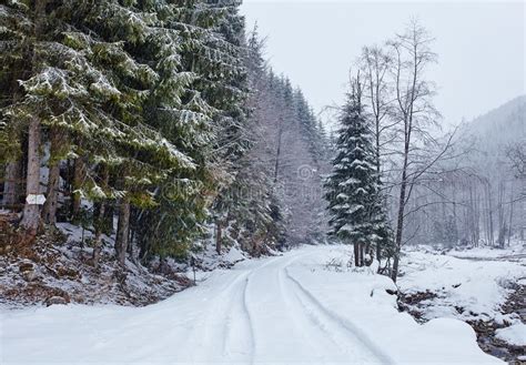 Snowy Road In The Forest Stock Image Image Of Curve 50324505