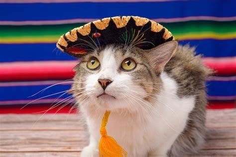 Premium Photo Pet With Mexican Mariachi Hat Cat Celebrating The Day