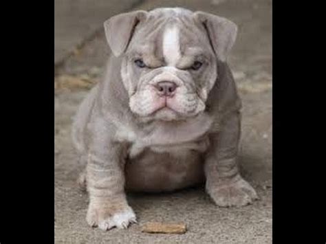 To sell you a high quality english bulldog puppy. Bull Pei, Puppies, Dogs, For Sale, In Raleigh, North ...