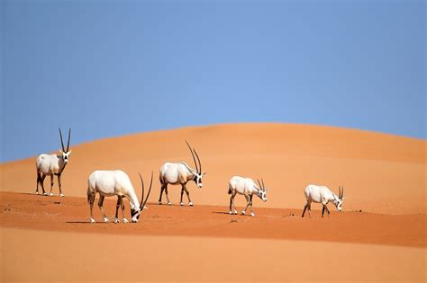 The Arabian Desert Worldatlas