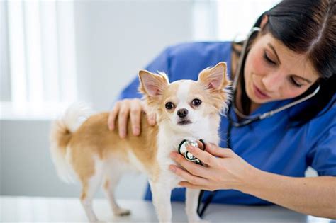 I'm fully insured and have 10 we take the stress out of visits to the vet by offering a range of solutions. Top 10 Reasons to Take Pets to the Vet