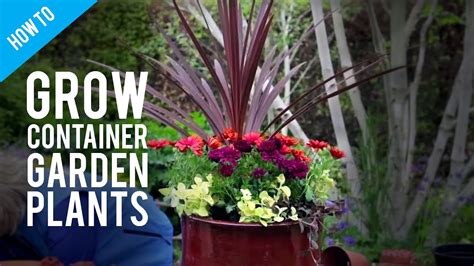 How to grow cherry tomatoes. How To Grow Pot Plants in a Container Garden - YouTube