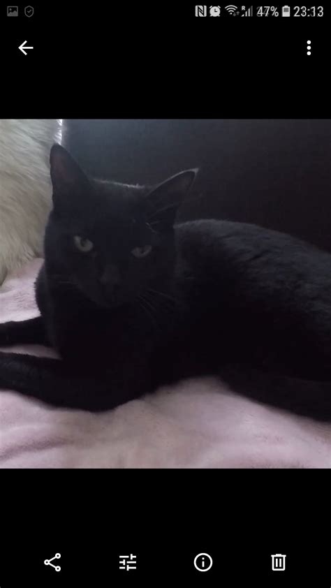Female Black Cat Missing From Ncr Dublin 7 Since Oct 11th Catsaid