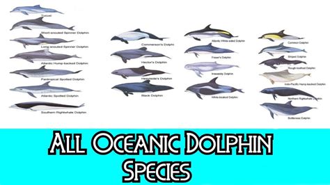 All Oceanic Dolphin Species Species List Youtube