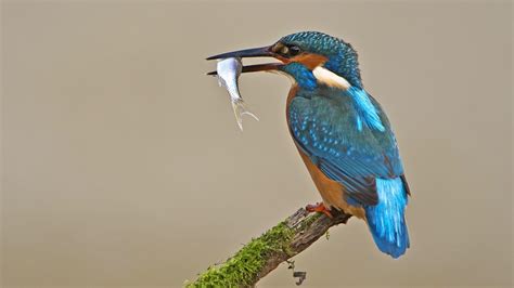 Pictures Common Kingfisher Fish Birds Animals 1920x1080