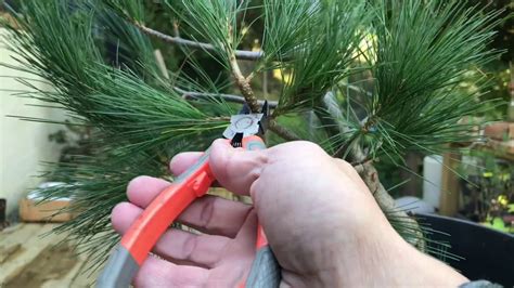 Pruning White Pine Youtube