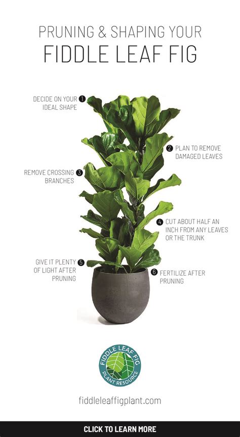 Pruning And Shaping Your Fiddle Leaf Fig In 2021 Fig Plant Fiddle