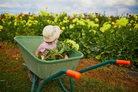 Adorable Toddler Girl In Straw Hat Sitting In Wheelbarrow On A Farm