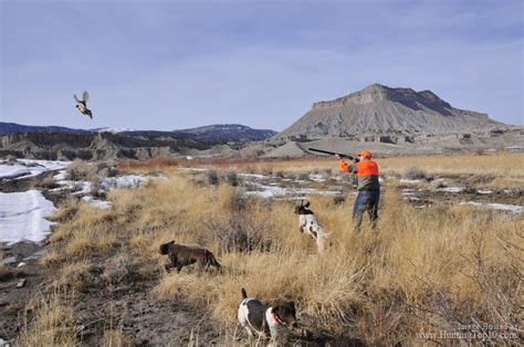 World Class Pheasant Hunting Outfitters Wingshooting Lodge In Utah