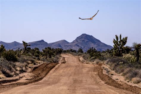 California Weekend Road Trip Ideas Off Roading Mojave Road Los