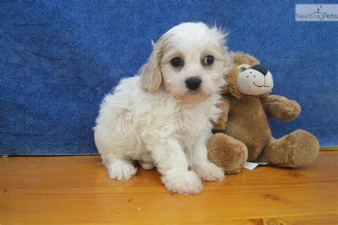 They have been brought up around children and love to play and. Cavachon puppy for sale near Appleton-oshkosh-FDL ...