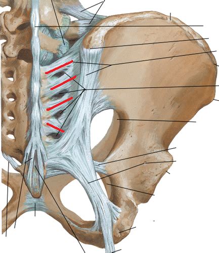 Anatomy Pelvis Hip Lumbosacral Plexus Flashcards Quizlet