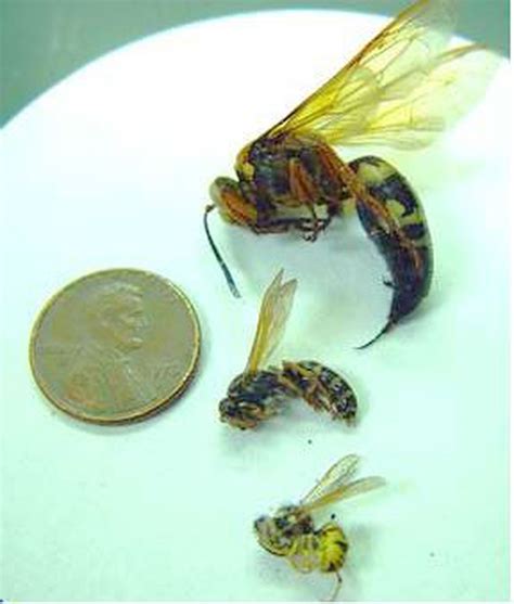 The cicada killer is often misidentified as a hornet. Viewer snaps shot of giant cicada-killing wasp in Goose Creek