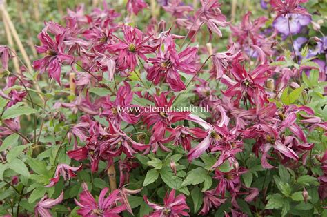 Растение клематис или ломонос (clematis) относится к семейству лютиковые. Clematis 'Rosalyn' | Clematis, Plants, Spring flowering bulbs