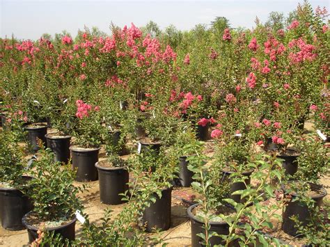 A wholesale grower proudly serving garden centers, landscapers and contractors throughout the region. West Covina Nursery | Various 5 gallon Lagerstoemia indica ...