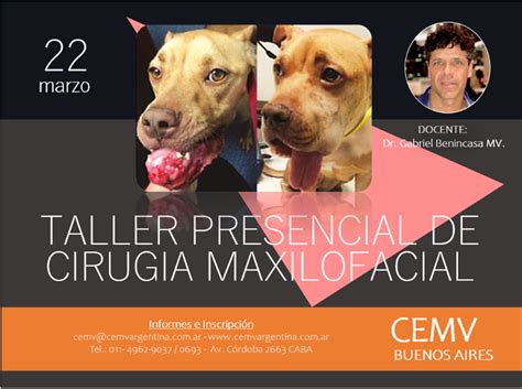 Taller Presencial De Cirugía Maxilofacial En Caninos Y Felinos Cemv