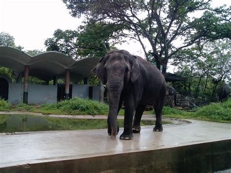 Zoo Kuala Lumpur 2013  Ridha Bh.  Flickr