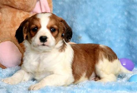 Tj springer will see your message eventually. TJ | Springerdoodle Puppy For Sale | Keystone Puppies