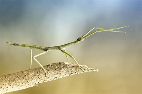 Can A Walking Stick Fly Unlocking Natures Secrets