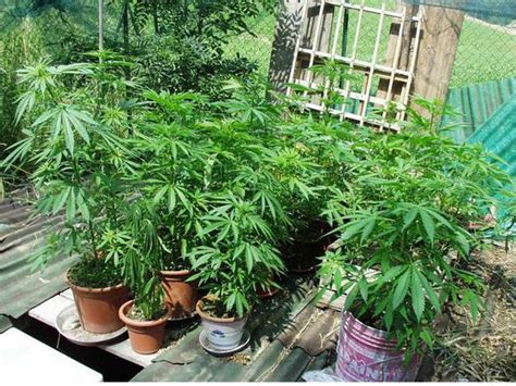 Coltivare varietà di cannabis ad alto contenuto di cbd (marijuana medicale). Coltivano piante di marijuana in casa, arrestati dalla ...