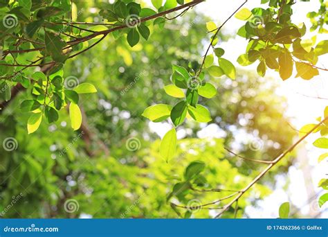The Sun Shines Through The Trees In The Forest Stock Photo Image Of