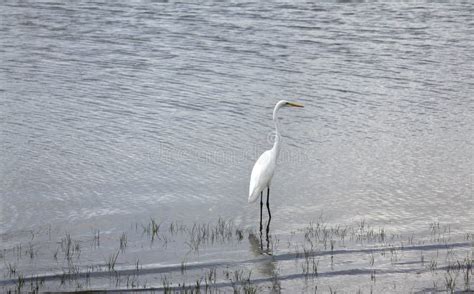 Great White Egret Selous Game Reserve Tanzania Stock Image Image Of
